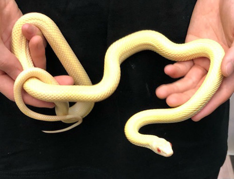 メル蛇 激レアな「双頭のヘビ」、ショップ店員から名前も贈られ生後7