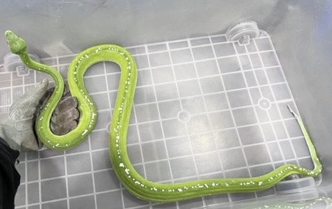 ガニー　38 24.5 グリーン　パイソン　未使用 ガニー 38 24.5 グリーン パイソン 未使用 ガニー 38 24.5