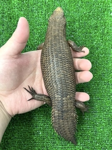 トカゲ、カメレオンの商品一覧 | 爬虫類小動物の買取＆販売 ルームズー