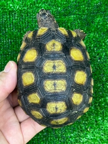 リクガメの商品一覧 | 爬虫類小動物の買取＆販売 ルームズー