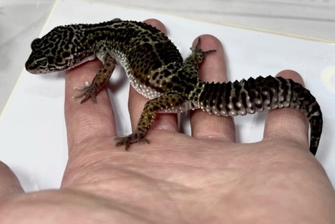 ヤモリ、トカゲモドキの商品一覧 | 爬虫類小動物の買取＆販売