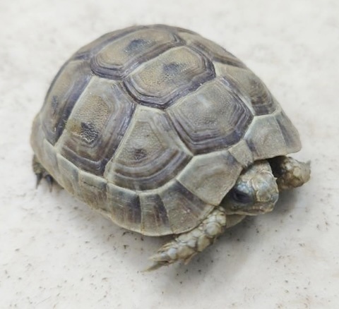 リクガメの商品一覧 | 爬虫類小動物の買取＆販売 ルームズー