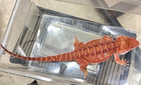 商品一覧 | 爬虫類小動物の買取＆販売 ルームズー