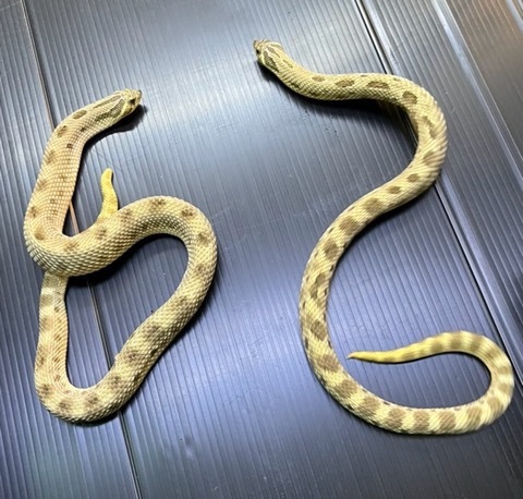 ヘビの商品一覧 | 爬虫類小動物の買取＆販売 ルームズー