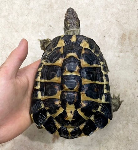 リクガメの商品一覧 | 爬虫類小動物の買取＆販売 ルームズー