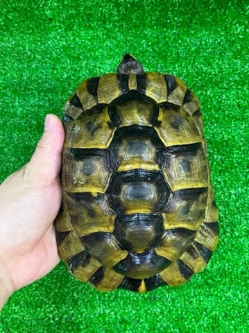 リクガメの商品一覧 | 爬虫類小動物の買取＆販売 ルームズー