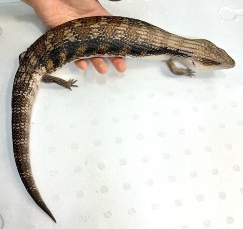 商品一覧 | 爬虫類小動物の買取＆販売 ルームズー