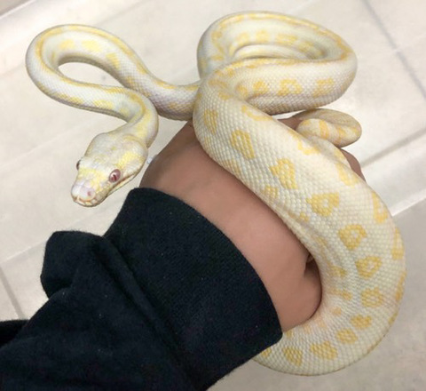 商品一覧 | 爬虫類小動物の買取＆販売 ルームズー