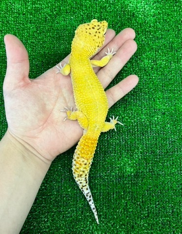 ヤモリ、トカゲモドキの商品一覧 | 爬虫類小動物の買取＆販売 ルームズー