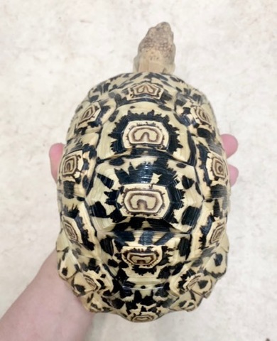 商品一覧 | 爬虫類小動物の買取＆販売 ルームズー