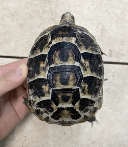 リクガメの商品一覧 | 爬虫類小動物の買取＆販売 ルームズー