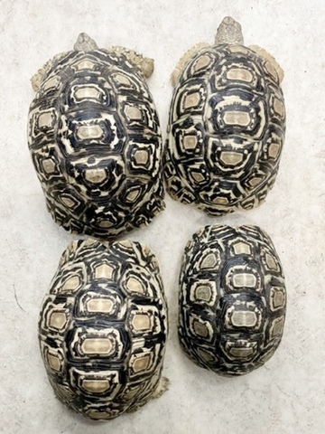 リクガメの商品一覧 | 爬虫類小動物の買取＆販売 ルームズー