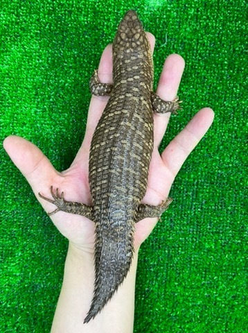商品一覧 | 爬虫類小動物の買取＆販売 ルームズー