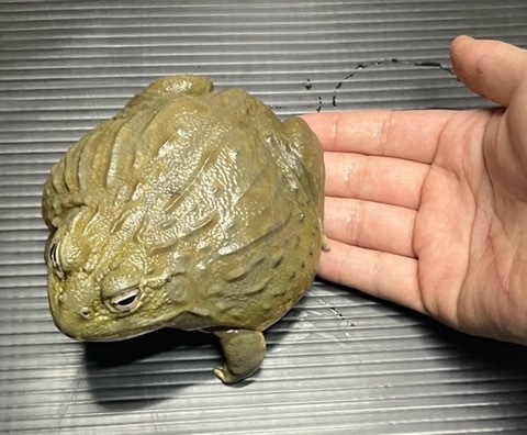カエル、両生類、奇虫、虫の商品一覧 | 爬虫類小動物の買取