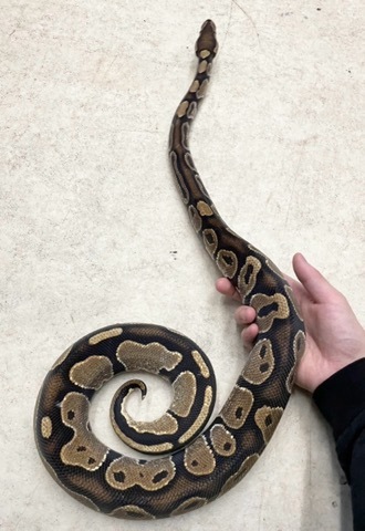 ヘビの商品一覧 | 爬虫類小動物の買取＆販売 ルームズー