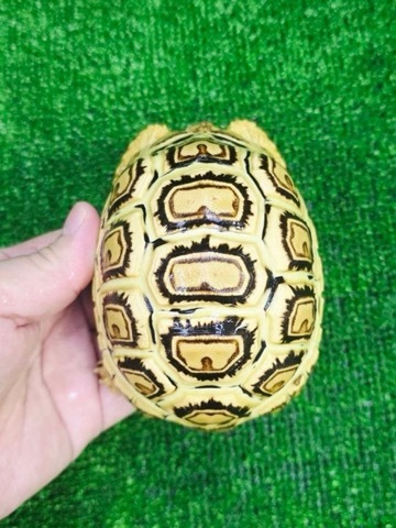 リクガメの商品一覧 | 爬虫類小動物の買取＆販売 ルームズー
