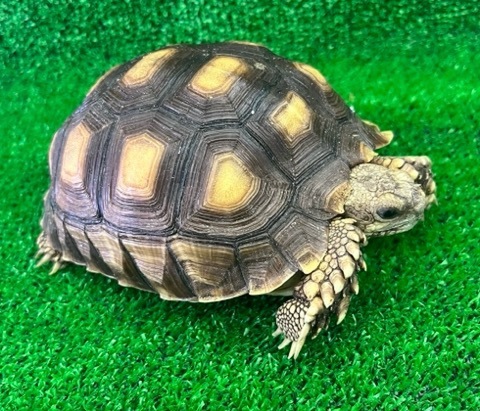 りくがめ 陸ガメ - exotic-supply（エキゾチックサプライ）