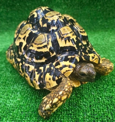 リクガメの商品一覧 | 爬虫類小動物の買取＆販売 ルームズー