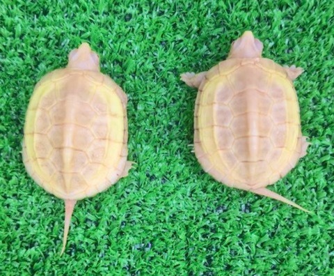商品一覧 | 爬虫類小動物の買取＆販売 ルームズー