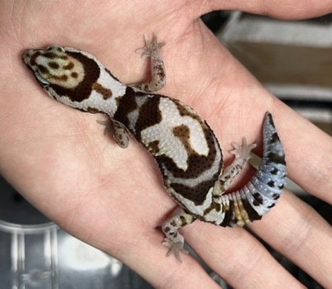 ヤモリ、トカゲモドキの商品一覧 | 爬虫類小動物の買取＆販売