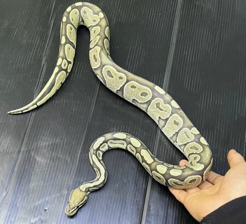 ヘビの商品一覧 | 爬虫類小動物の買取＆販売 ルームズー