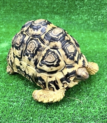 リクガメの商品一覧 | 爬虫類小動物の買取＆販売 ルームズー