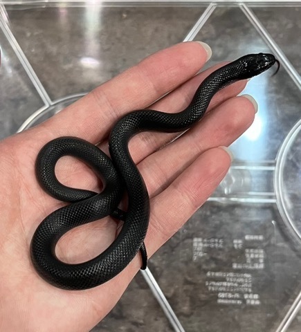 ヘビの商品一覧 | 爬虫類小動物の買取＆販売 ルームズー