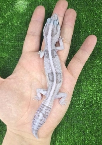 商品一覧 | 爬虫類小動物の買取＆販売 ルームズー