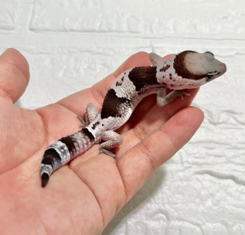 ヤモリ、トカゲモドキの商品一覧 | 爬虫類小動物の買取＆販売 ルームズー