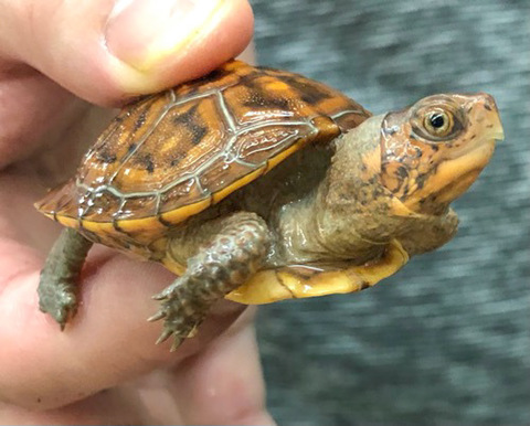 商品一覧 | 爬虫類小動物の買取＆販売 ルームズー