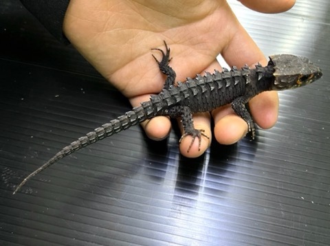 商品一覧 | 爬虫類小動物の買取＆販売 ルームズー