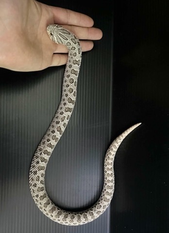 ヘビの商品一覧 | 爬虫類小動物の買取＆販売 ルームズー