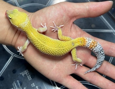 ヤモリ、トカゲモドキの商品一覧 | 爬虫類小動物の買取＆販売