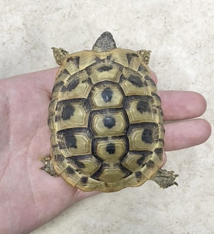 リクガメの商品一覧 | 爬虫類小動物の買取＆販売 ルームズー