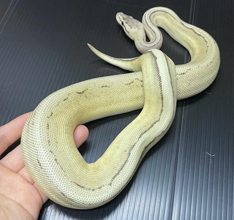 ヘビの商品一覧 | 爬虫類小動物の買取＆販売 ルームズー