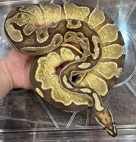 ヘビの商品一覧 | 爬虫類小動物の買取＆販売 ルームズー