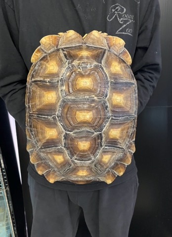 リクガメの商品一覧 | 爬虫類小動物の買取＆販売 ルームズー