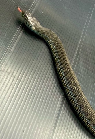 ヘビさま専用 白蛇