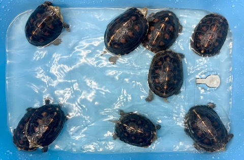 8414 チュウゴクセマルハコガメ　♂10〜11cm 飼い込み　ペア可