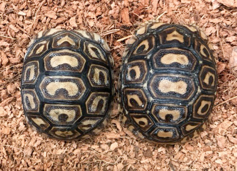 原画　陸ガメ　１　A4サイズ 原画 陸ガメ 1 A4サイズ 楽天市場】【楽天ランキング1位入賞