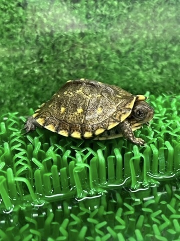 8404 美個体！イエローガルフコーストハコガメ　約4cm