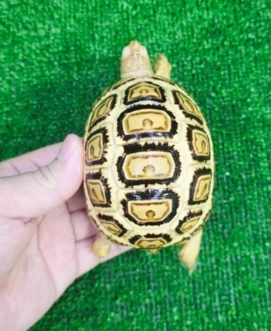 リクガメの商品一覧 | 爬虫類小動物の買取＆販売 ルームズー