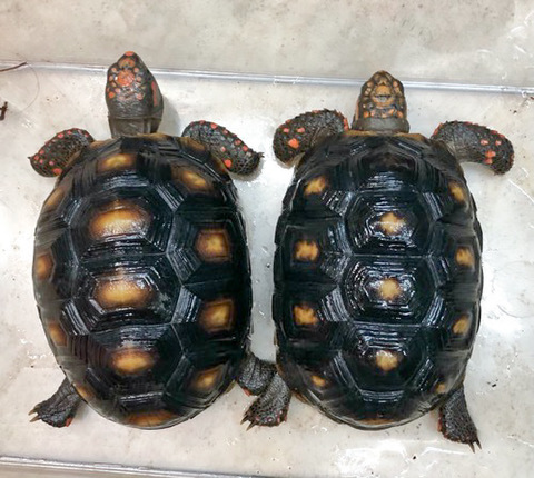 りくがめ 楽天市場】銀の亀 ゾウガメペンダント シルバー925 Silver925