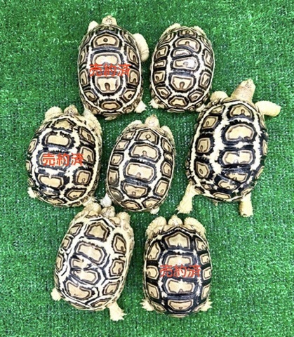 リクガメの商品一覧 | 爬虫類小動物の買取＆販売 ルームズー