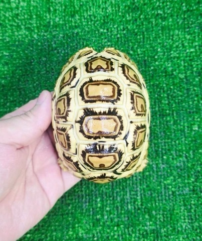 リクガメの商品一覧 | 爬虫類小動物の買取＆販売 ルームズー