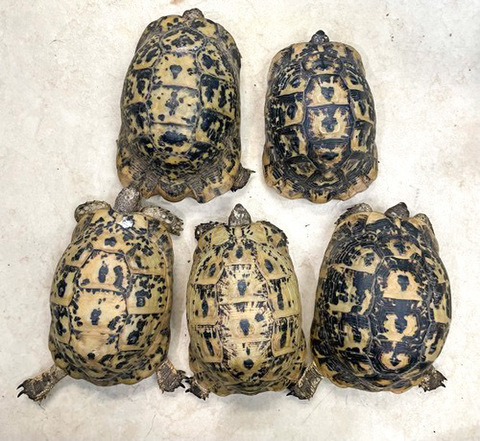 りくがめ ケヅメリクガメ - Wikipedia
