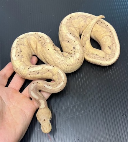 商品一覧 | 爬虫類小動物の買取＆販売 ルームズー