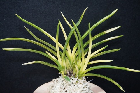 富貴蘭の商品一覧 | 【桜井園芸web shop】 富貴蘭/長生蘭/石斛 通販専門店