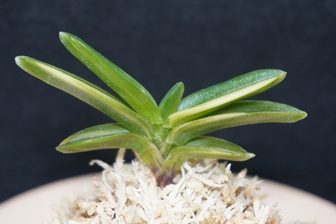 桜井園芸web shop】 富貴蘭/長生蘭/石斛 通販専門店