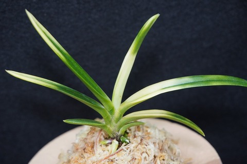 富貴蘭「雪月花」